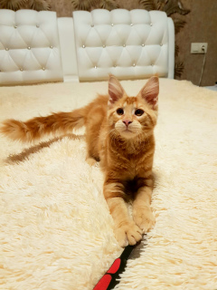 Photo №4. I will sell maine coon in the city of Tula. from nursery, breeder - price - 432$