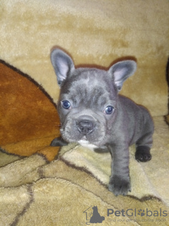 Photo №1. french bulldog - for sale in the city of Goszczanów | 951$ | Announcement № 97956