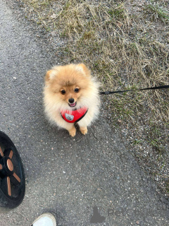 Photo №2 to announcement № 139687 for the sale of pomeranian - buy in Finland breeder