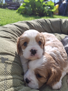 Photo №4. I will sell american cocker spaniel, english cocker spaniel, english springer spaniel, non-pedigree dogs, welsh springer spaniel, irish water spaniel, spanish water dog, cavalier king charles spaniel, cavalier king charles spaniel, clumber spaniel, russian spaniel, tibetan spaniel in the city of Stockholm. private announcement, from nursery, breeder - price - 1135$