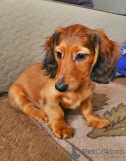 Photo №2 to announcement № 94220 for the sale of dachshund - buy in Latvia private announcement