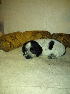 Photo №1. russian spaniel - for sale in the city of St. Petersburg | 104$ | Announcement № 1382