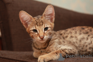 Additional photos: Savannah kittens f2