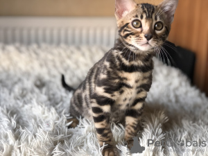 Photo №1. bengal cat - for sale in the city of Minsk | negotiated | Announcement № 5958