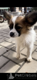 Photo №1. papillon dog - for sale in the city of Jošanička Banja | 475$ | Announcement № 55527