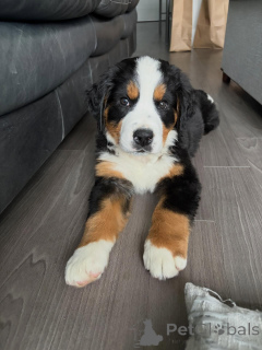 Photo №1. bernese mountain dog - for sale in the city of Munich | negotiated | Announcement № 168565