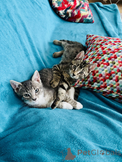 Photo №2 to announcement № 146138 for the sale of european shorthair - buy in Germany private announcement