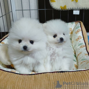 Photo №2 to announcement № 27903 for the sale of pomeranian - buy in Germany private announcement