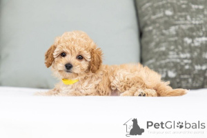 Photo №1. labradoodle - for sale in the city of Blvelop | negotiated | Announcement № 155600