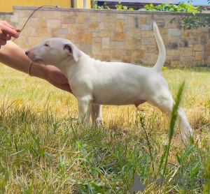 Photo №2 to announcement № 20392 for the sale of bull terrier - buy in Russian Federation from nursery