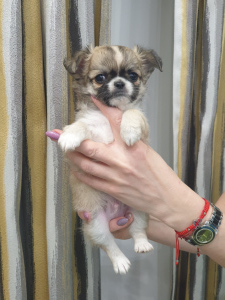 Photo №2 to announcement № 5697 for the sale of chihuahua - buy in Belarus from nursery, breeder