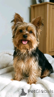 Photo №1.  - for sale in the city of Ohio | negotiated | Announcement № 162953