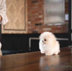 Photo №3. WUNDERSCHÖNER POMERANIAN-WELPE . Germany