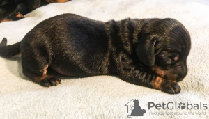 Photo №3. Standard shorthaired dachshund puppies. Germany