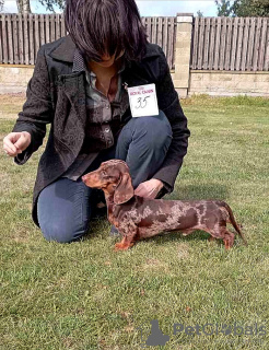 Additional photos: Miniature dachshund puppies, wirehaired and smooth, different colors