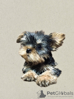 Photo №4. I will sell yorkshire terrier in the city of Tbilisi. private announcement - price - negotiated