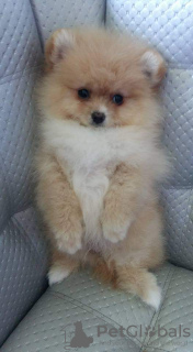 Photo №4. I will sell pomeranian in the city of Иерусалим. private announcement - price - negotiated