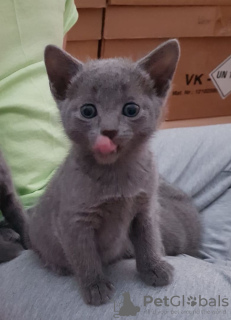 Photo №2 to announcement № 72829 for the sale of russian blue - buy in Finland private announcement, breeder