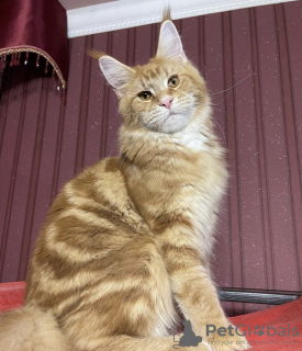 Photo №1. maine coon - for sale in the city of Charlotte | 600$ | Announcement № 86764