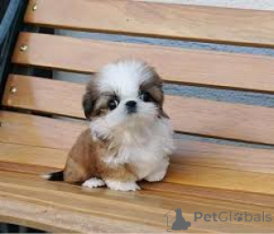 Photo №4. I will sell shih tzu in the city of Berlin.  - price - negotiated