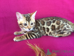 Photo №1. bengal cat - for sale in the city of St. Petersburg | negotiated | Announcement № 19566
