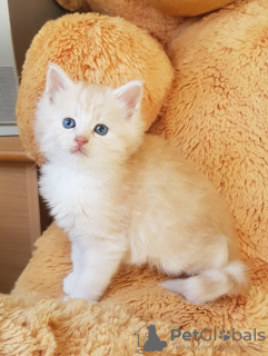 Photo №2 to announcement № 123462 for the sale of maine coon - buy in Germany private announcement, breeder