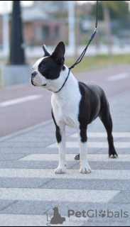 Photo №2 to announcement № 115371 for the sale of boston terrier - buy in Serbia 