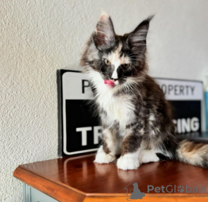 Photo №1. maine coon - for sale in the city of Appenzell | 423$ | Announcement № 116320