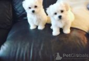 Photo №1. maltese dog - for sale in the city of Berlin | Is free | Announcement № 126957