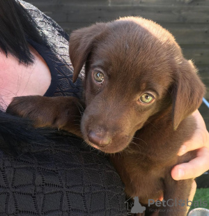 Photo №3. Labrador retriever puppies. Sweden