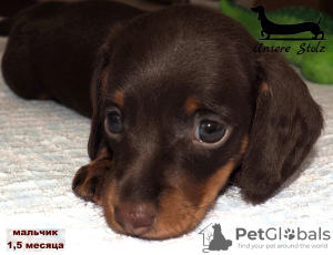 Additional photos: Dachshund rabbit - chocolate puppy