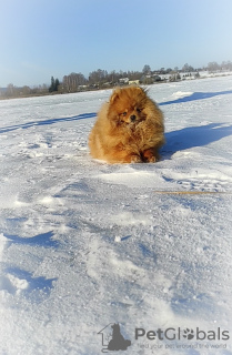 Additional photos: Pomeranian Spitz, puppies. Mini bears