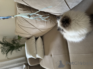 Photo №3. *Siberian Forest Cats Looking for Loving Homes*. Germany