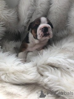 Additional photos: Vaccinated English Bulldog Puppies available now for Loving homes