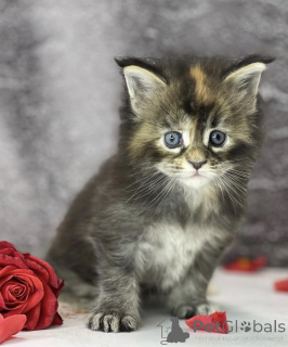 Photo №1. maine coon - for sale in the city of Baden Baden | 568$ | Announcement № 163325