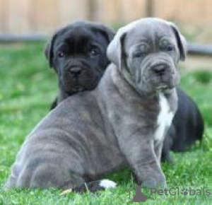 Photo №1. cane corso - for sale in the city of Ostrava | negotiated | Announcement № 90418