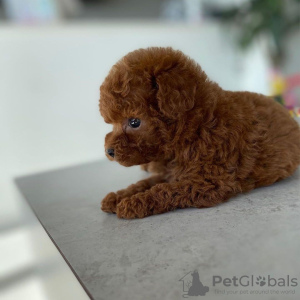 Photo №4. I will sell poodle (toy) in the city of St. Petersburg. private announcement, breeder - price - 423$