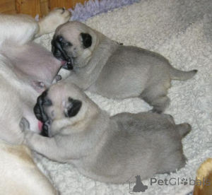 Photo №1. pug - for sale in the city of Dielsdorf | negotiated | Announcement № 143067