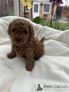 Photo №3. Mini poodle puppies for sale. Germany