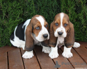 Photo №1. basset hound - for sale in the city of Афины | 423$ | Announcement № 44901