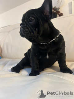 Photo №4. I will sell french bulldog in the city of Innsbruck. private announcement - price - negotiated