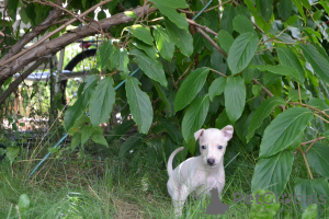 Photo №1. italian greyhound - for sale in the city of Brest | 800$ | Announcement № 23210