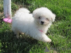 Photo №1. bichon frise - for sale in the city of Liberec | negotiated | Announcement № 170659