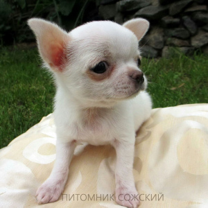 Photo №3. Chihuahua puppies from the kennel. Belarus