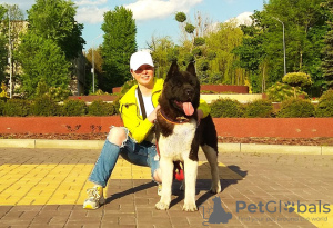 Photo №3. American Akita male, there are puppies in Ukraine. Announcement № 8812