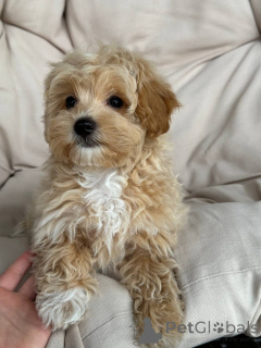 Photo №1.  - for sale in the city of Berlin | 1412$ | Announcement № 143530