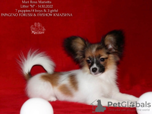 Photo №1. papillon dog - for sale in the city of Saratov | negotiated | Announcement № 39356