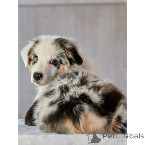 Photo №1. australian shepherd - for sale in the city of Minsk | 882$ | Announcement № 135616
