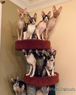 Photo №1. cornish rex - for sale in the city of Friedberg (Hessen) | negotiated | Announcement № 164207