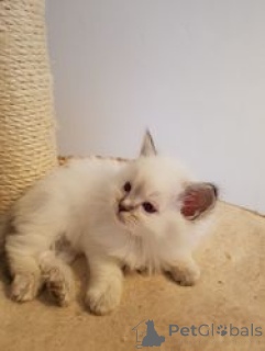 Photo №1. ragdoll - for sale in the city of Affalterbach | 568$ | Announcement № 163704
